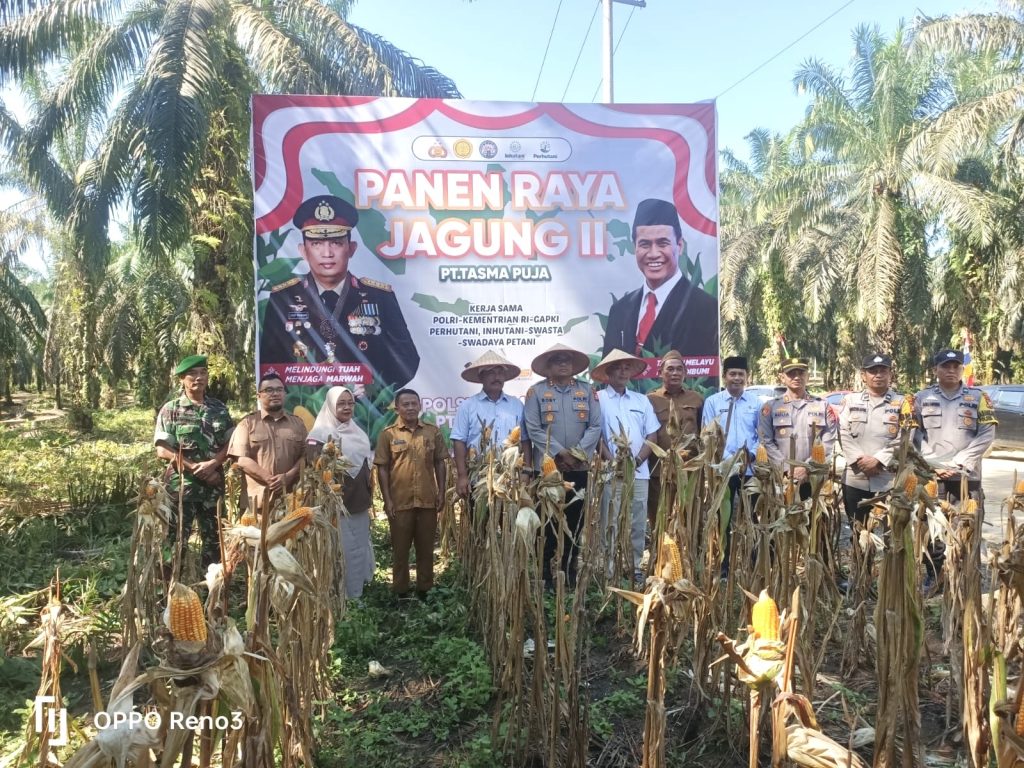 PT Tasma Puja dan Polres Kampar Kembali Sukses Panen Raya Jagung